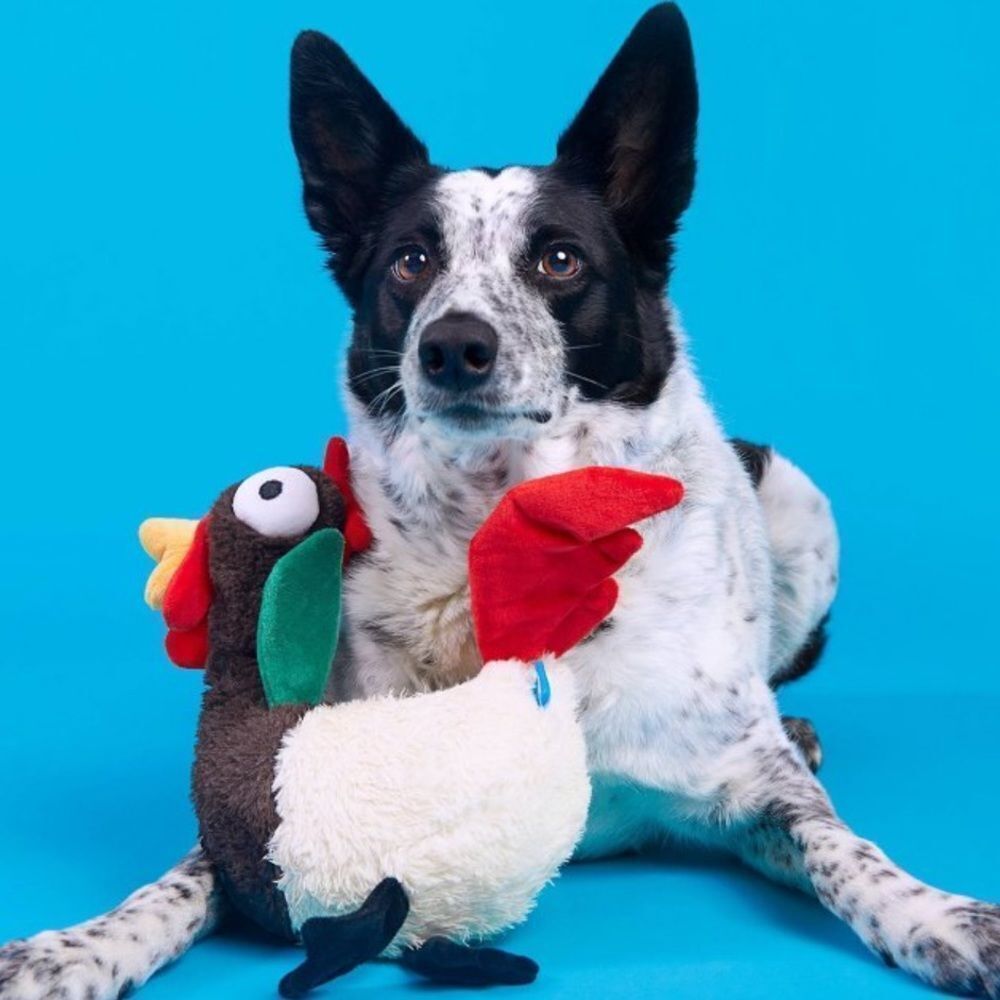 BARK Cockk-a-Doodle-Chew Brown Red Yellow White Green Beige Rooster Dog Toy - Picture 3 of 16